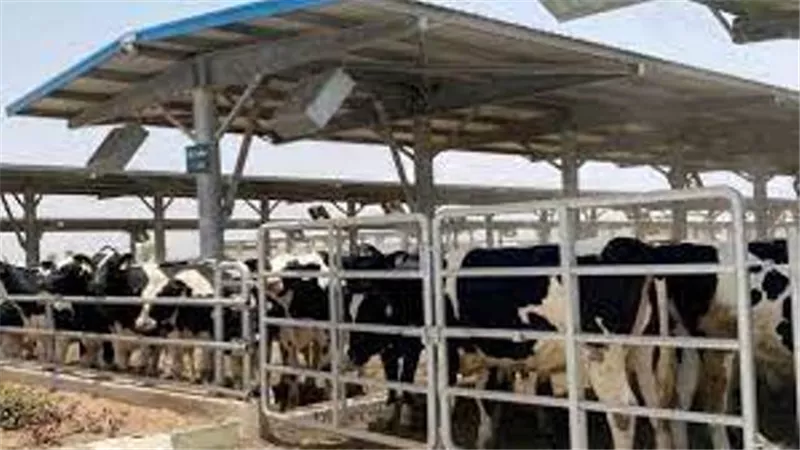 الزراعة: مجمع السادات للانتاج الحيوانى سيحقق طفرة فى زيادة الالبان واللحوم