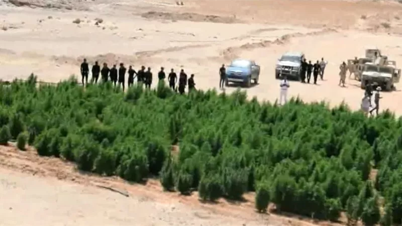 حملة مكبرة لمكافحة المخدرة بجنوب سيناء وتضبط 19 مزرعة بانجو