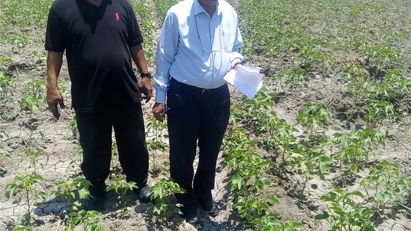 مدير الشئون الزراعية بالإسماعيلية يعاين حقول القطن بالقنطرة غرب..صور