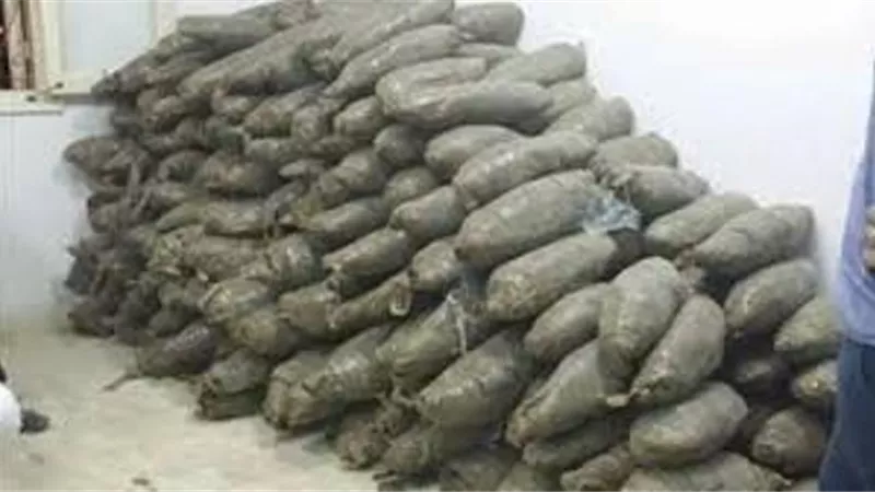 ضربة موجعة .. ضبط تشكيل عصابى للإتجار فى المواد المخدرة وبحوزتهم طن بانجو