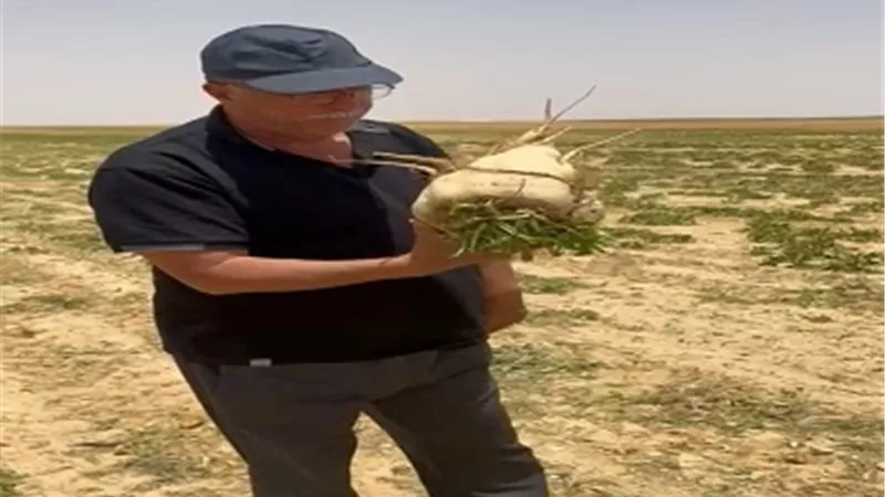 بدء موسم حصاد البنجر في مشروع غرب غرب المنيا