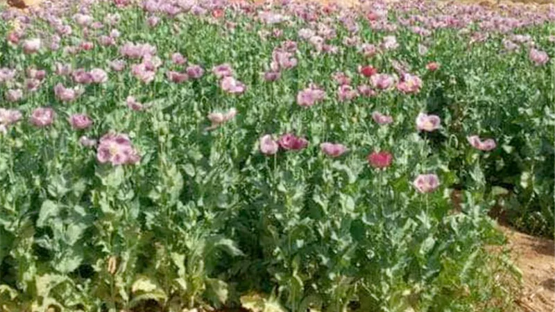 حملة مكبرة لإبادة الزراعات المخدرة بجنوب سيناء