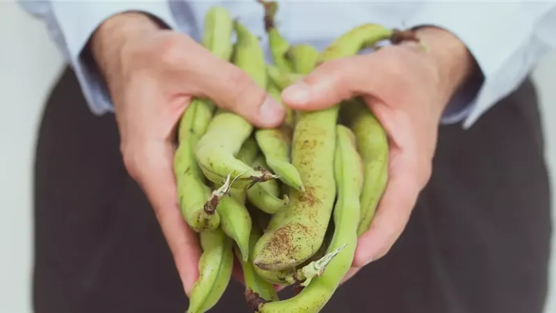 نصائح هامة حول الممنوعات عن مرضى أنيميا الفول لتجنب الأعراض الجانبية