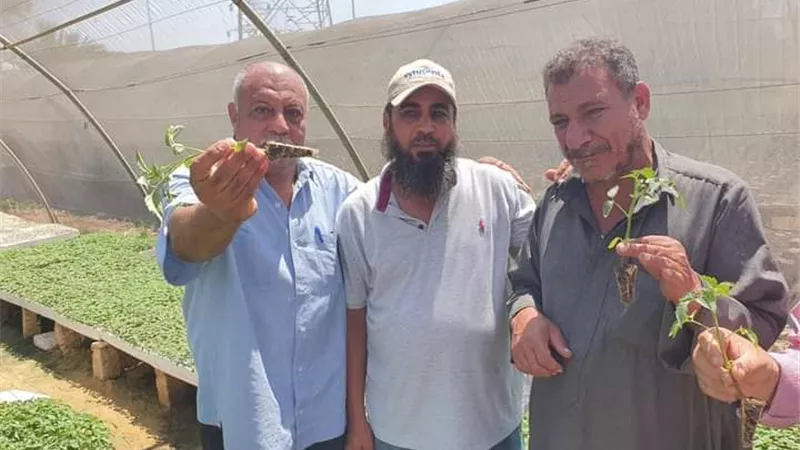 زراعة تقاوي طماطم محلية فائقة الجودة بالإسماعيلية..صور