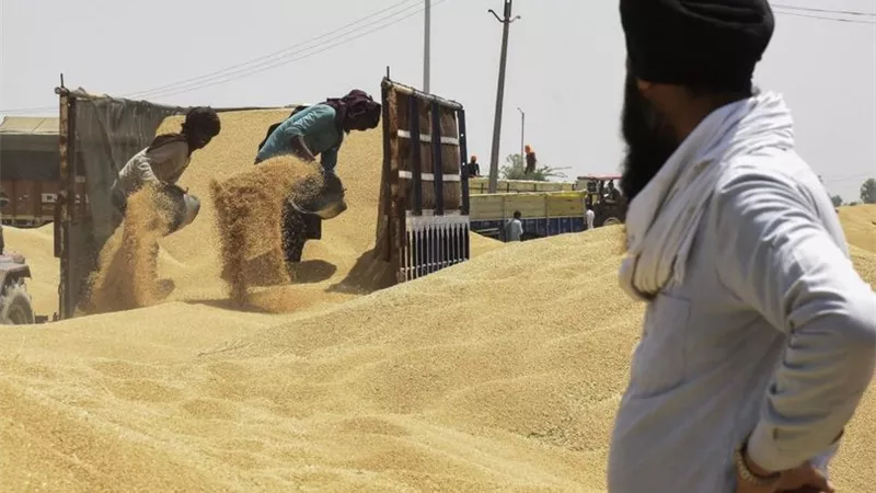 مصر تتعاقد على شراء 180 ألف طن قمح هندي