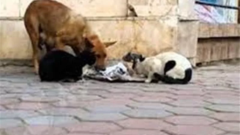 الإسماعيلية تنفي تنظيم حملات لجمع الكلاب والقطط من الشوارع