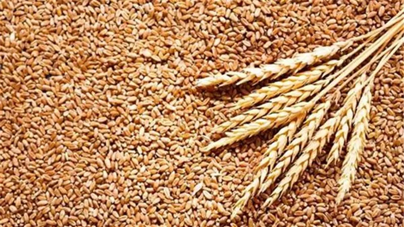حظر تصدير القمح يُؤجج غضب المزارعين فى الهند