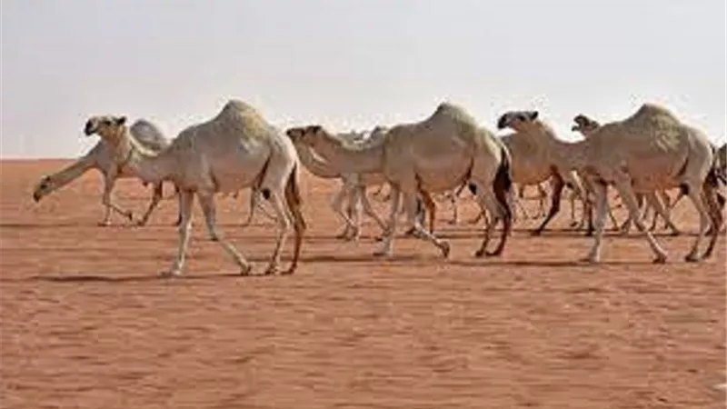 وَلَقَدْ خَلَقْنَا الْإِنسَانَ مِن سُلَالَةٍ مِّن طِينٍ..فهل خلقت الابل من الشياطين