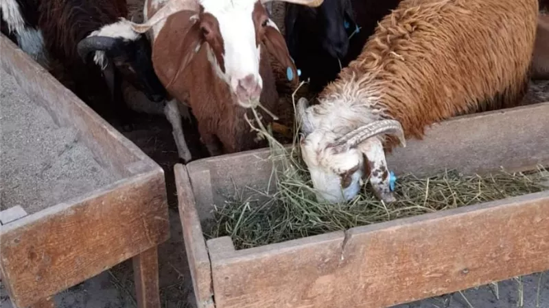 بيع أضاحي العيد بمنافذ زراعة البحرالأحمر سعر كيلو الخراف 90جنيها قائم