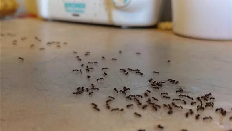 أبرز الطرق الفعالة في التخلص من انتشار النمل بالمنزل في فصل الصيف
