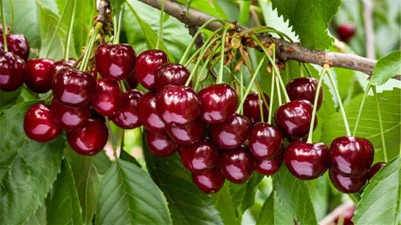خبير تغذية يكشف فوائد ومضار الكرز
