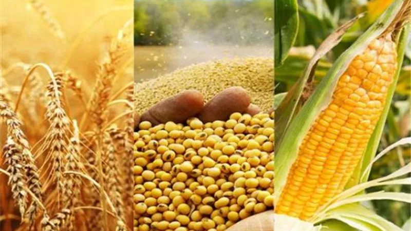 تراجع صادرات الحبوب الأوكرانية إلى 43 % خلال يونيو