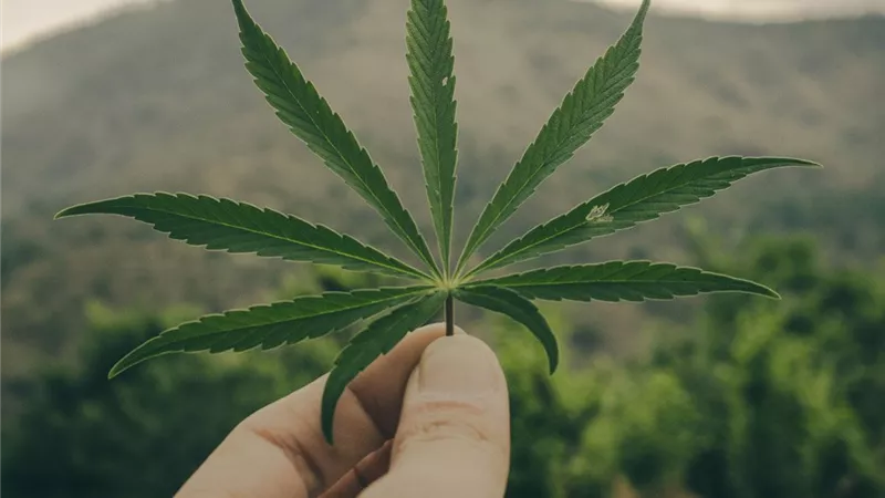 مطربة استرالية تتناول الحشيش لعلاجها من السرطان ..تعرف على التفاصيل
