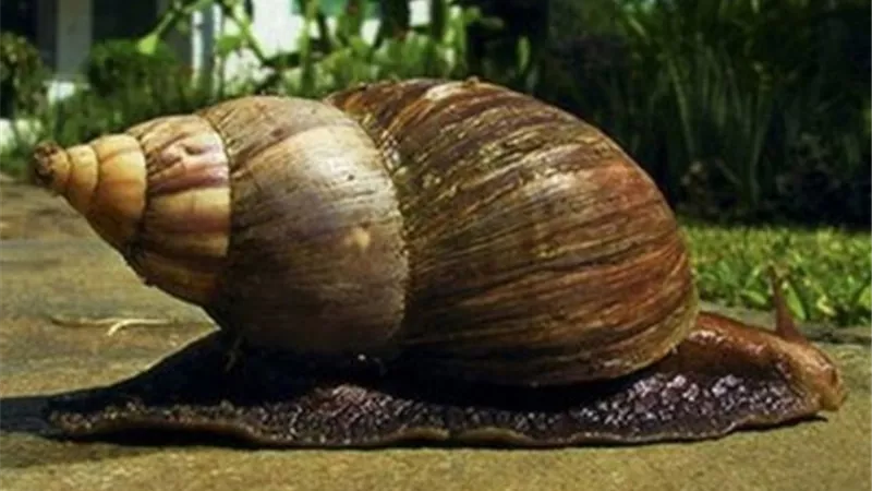 أضراره تصيب الانسان والمحاصيل الزراعية..نوع عملاق من 