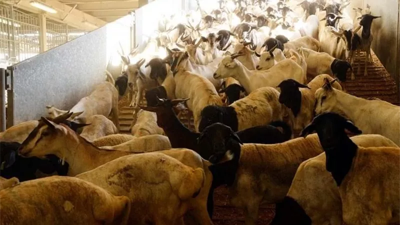 النعامة ..هل تجوز الاضحية بها