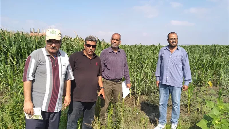 زراعة الإسماعيلية تطارد دودة الحشد الخريفية بمحصول الذرة..صور