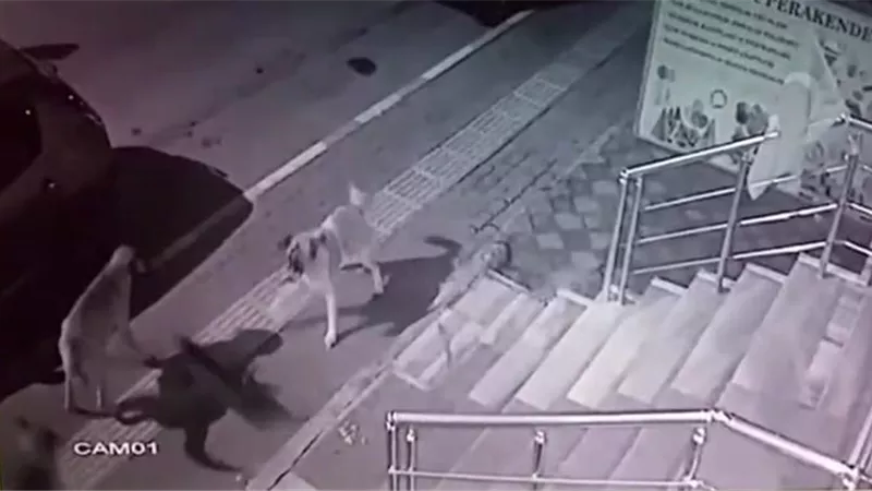 قطة 