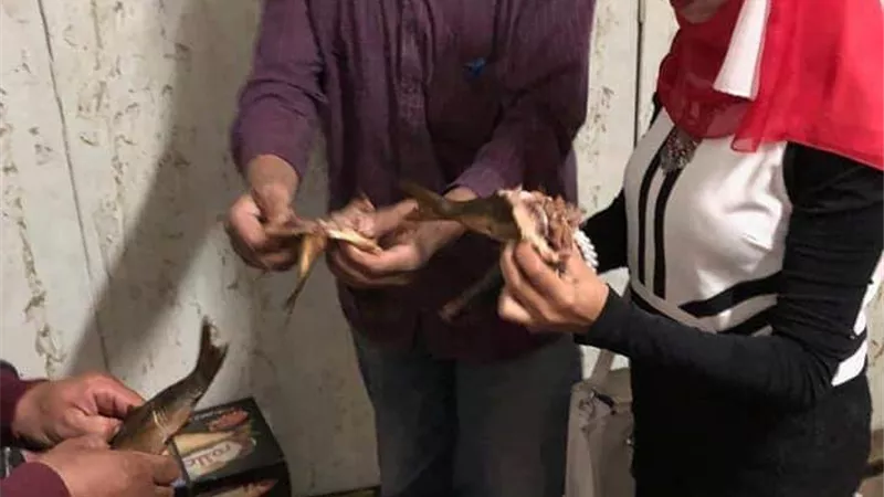 ضبط 280 كيلو رنجة غير صالحة للإستخدام الادمي بالقليوبية