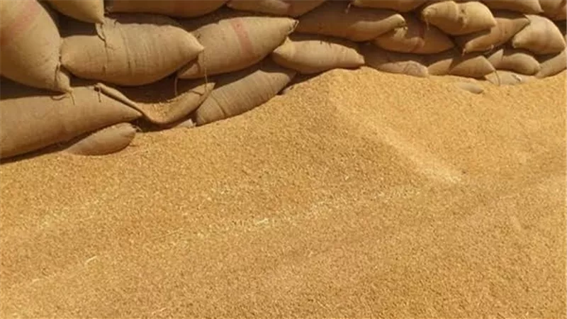 توريد١١ الف و١٩٢طن قمح للشون والصوامع بالغربية