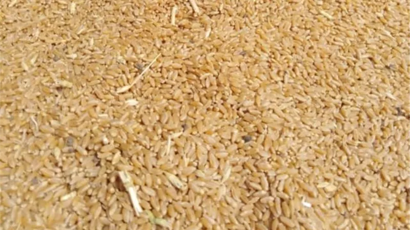 محافظ أسيوط: توريد 3786 طن قمح حتى الآنن