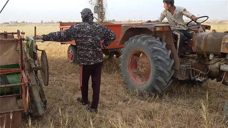 ماكينة القمح فرمت يد فلاح بالدقهلية