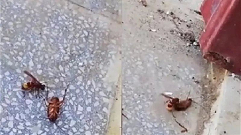 بيان حول انتشار حشرات طائرة في أسوان