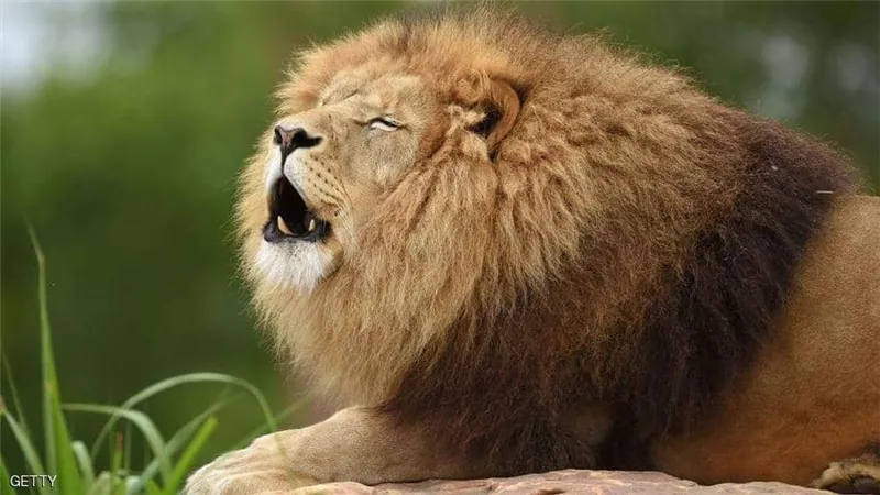اسد يرفض وجبة اللحم وينقض على حارسه بحديقة الحيوان