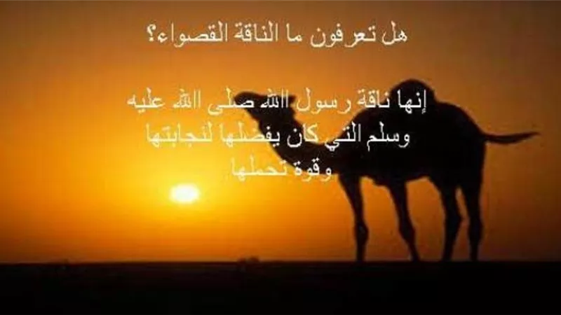 القصواء.. ناقة الرسول صلى الله عليه وسلم