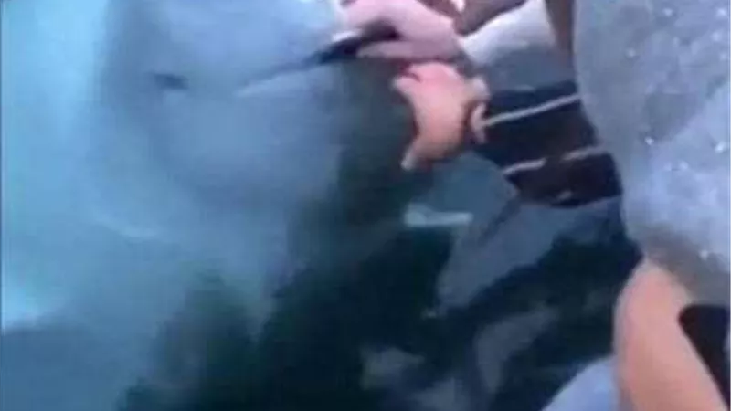 حوت يعيد هاتفا لسائح بعد سقوطه في الماء.. فيديو