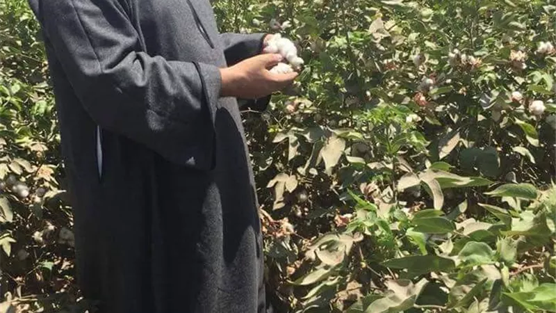 نقيب الفلاحين القطن المصري لايزال ابيض لكنه لم يعد ذهبا