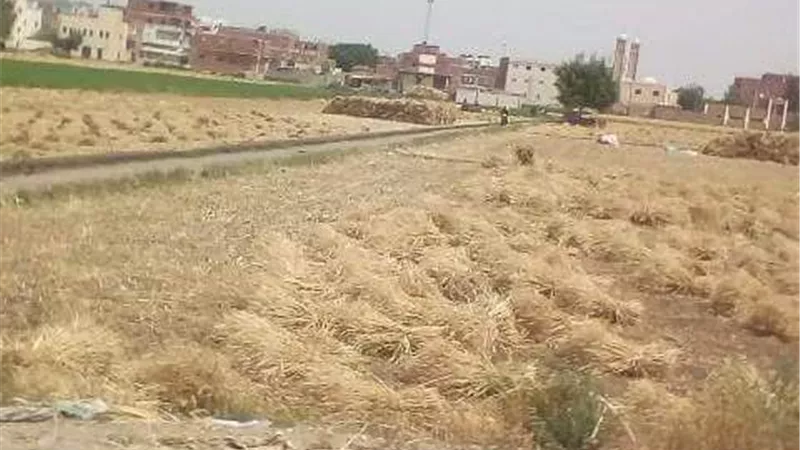 توريد 2 مليون و145 الف اردبا من القمح لصوامع وشون الشرقية
