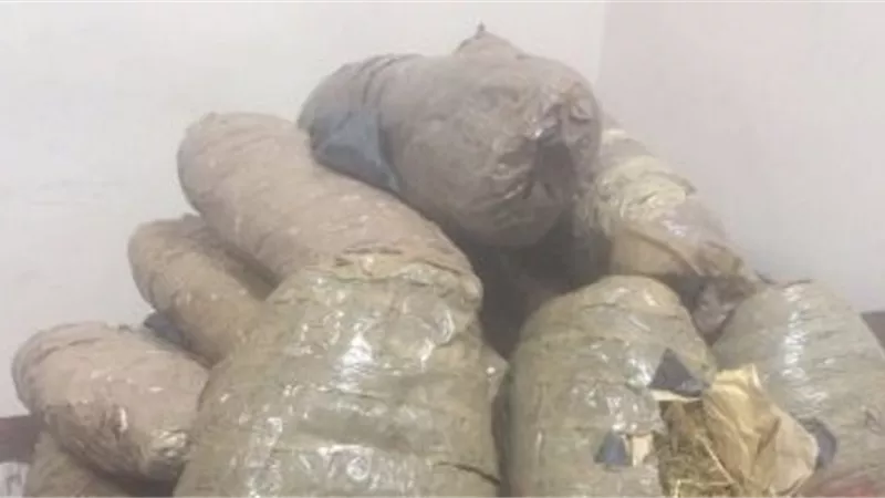 مباحث الدقهلية تضبط نورا ونجلها وبحوزتهما 2كيلو بانجو و100لفافة صغيرة