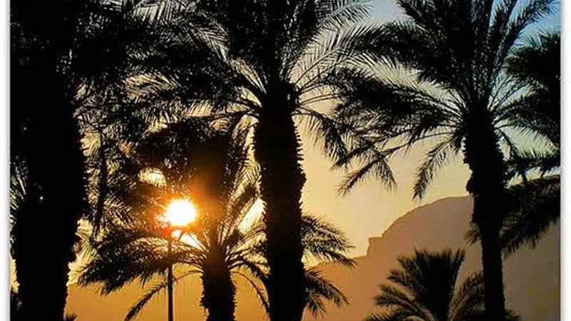 #نبي_الرحمة.. من حنان المصطفى بكت النخلة وسبّح الحصى