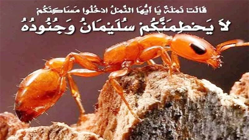 سمع حديثهم فابتسم .. قدرة الله لنبى الله سليمان
