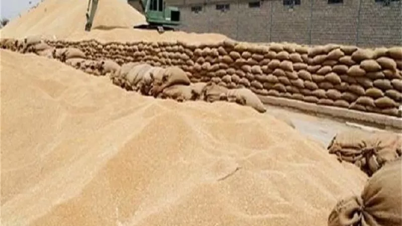 محافظ الغربية توريد 80 ألف و276 طن قمح إلى صوامع وشون وهناجر المحافظة