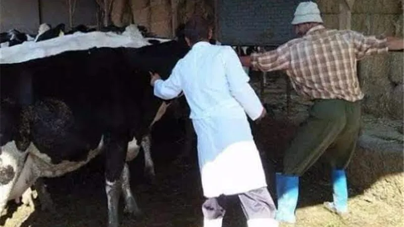 تحصين ٧٥ % من الأبقار ضد مرض الجلد العقدى ببورسعيد