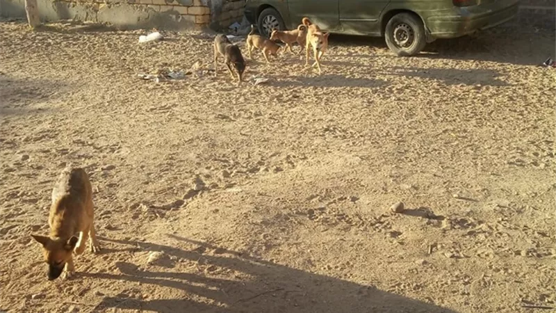 بالصور .. حملة مكبرة لمكافحة الكلاب الضالة في قصاصين الإسماعيلية