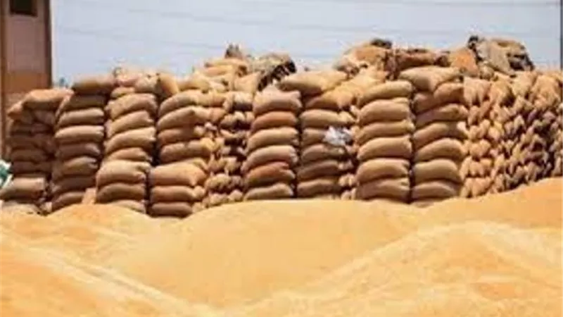 توريد ٧٣٨٨٥طن قمح بكفر الشيخ