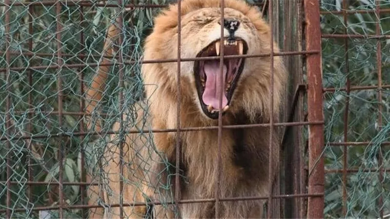مخالب أسد هائج تخترق جمجمة طفلة في حديقة الحيوان