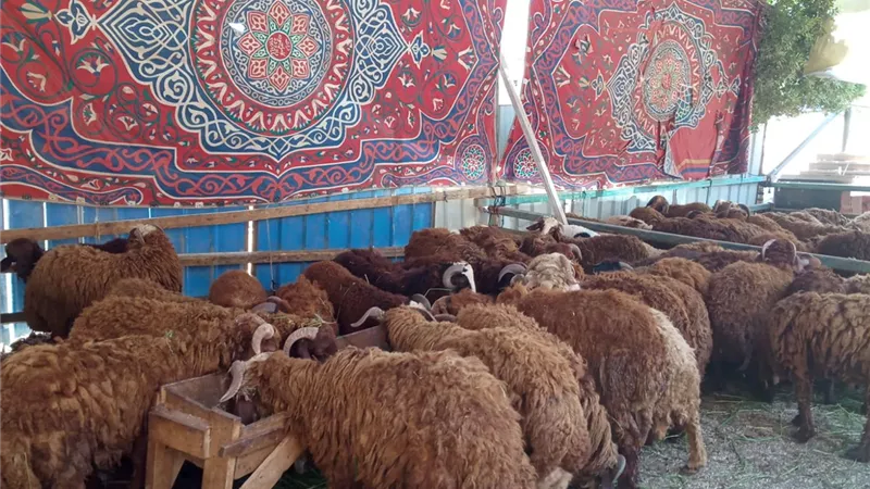 التموين : توفير 1500 ذبيحة كندوز و900 ضان مبرد و700 خراف استعدادا لعيد الاضحي