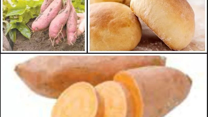 خبز البطاطا.. هل ينجح في حل أزمة القمح؟!