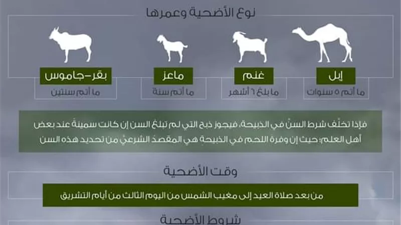 الأزهر يوضح شروط ومواصفات الأضحية.. انفوجراف