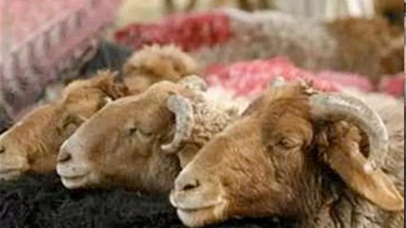 انكسار الظفر او اخذ الشعر لجرح هل فيه فدية لتصح الاضحية