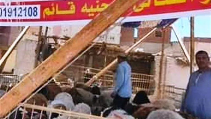 البيئة والبيطرى يتفقدان شوادر الخراف والاضاحى بمناسبة عيد الأضحى المبارك