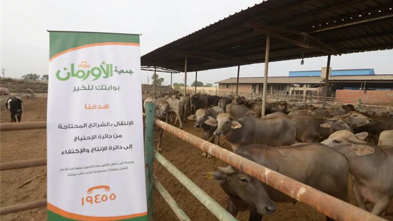غدا.. بدء توزيع اللحوم على الأسر الأكثر احتياجا فى ٥٠ قرية بالمنيا