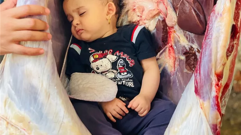 غلبها النعاس أثناء ذبح الأضحية فنامت داخل بطن العجل بالشرقية