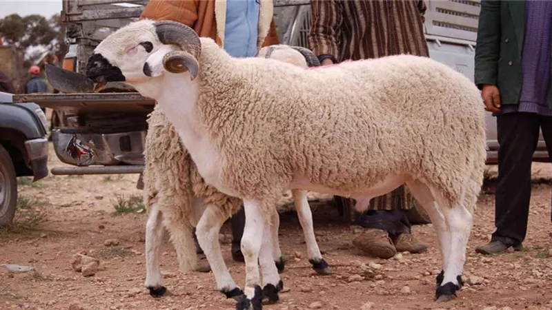 حكم نحر أضحية أمام أخرى..توضحه الإفتاء
