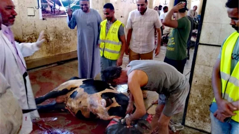 رئيس مدينة الاقصر يتفقد أعمال ذبح الأضاحي بالمجزر