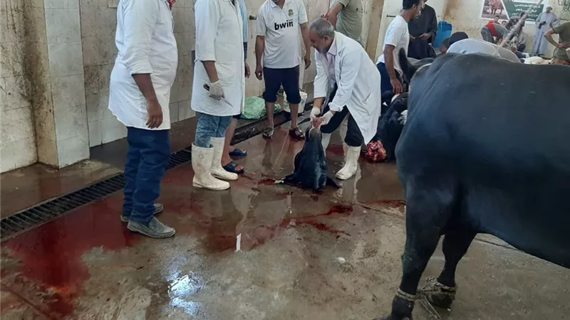 مدير الطب البيطرى بالاقصر يتابع أعمال الذبح داخل المجازر