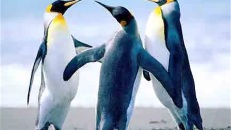 البطاريق ضحية 